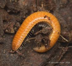 Attēlu rezultāti vaicājumam “Polyzonium germanicum”