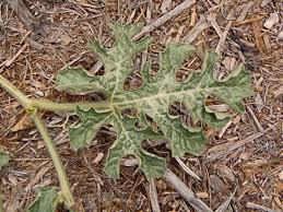 Attēlu rezultāti vaicājumam “Citrullus lanatus leaf”