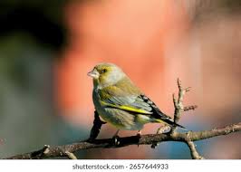 Attēlu rezultāti vaicājumam “Chloris chloris male”