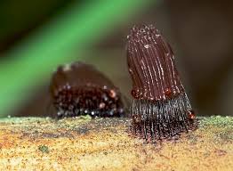 Attēlu rezultāti vaicājumam “Stemonitis axifera young”