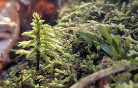 Attēlu rezultāti vaicājumam “Climacium dendroides sporophyte”