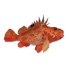 Image result for Scorpaena scrofa