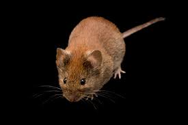 Attēlu rezultāti vaicājumam “Myodes glareolus”