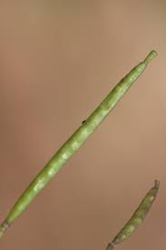 Attēlu rezultāti vaicājumam “Diplotaxis muralis fruit”