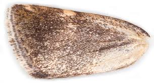 Attēlu rezultāti vaicājumam “Deltote bankiana”