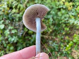 Attēlu rezultāti vaicājumam “Stemonitopsis hyperopta var. landewaldii”