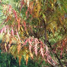 Attēlu rezultāti vaicājumam “Rhus typhina leaf”