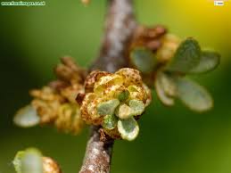 Attēlu rezultāti vaicājumam “Hippophae rhamnoides female flower”