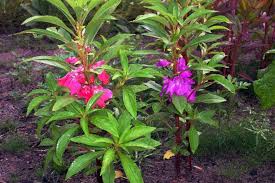 Image result for Impatiens balsamina