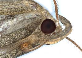 Attēlu rezultāti vaicājumam “Herminia tarsicrinalis”