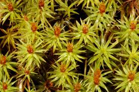 Attēlu rezultāti vaicājumam “Pogonatum dentatum macro”