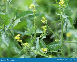 Attēlu rezultāti vaicājumam “Sisymbrium volgense”