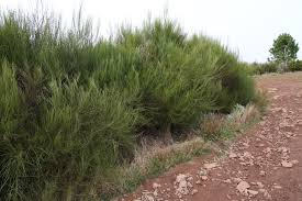 Attēlu rezultāti vaicājumam “Cytisus scoparius leaf”