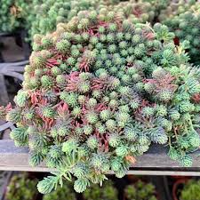 Attēlu rezultāti vaicājumam “Sedum hispanicum fruit”