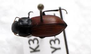 Attēlu rezultāti vaicājumam “Amara sp.”