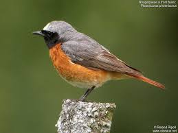 Attēlu rezultāti vaicājumam “Phoenicurus phoenicurus male”