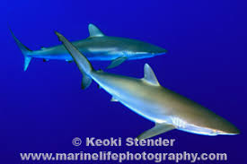 Image result for Carcharhinus falciformis