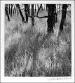 Ruth Bernhard