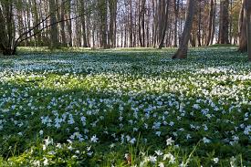 Image result for Buschwindröschen