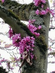 Attēlu rezultāti vaicājumam “Cercis siliquastrum”