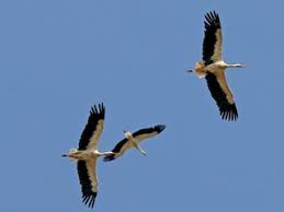 Attēlu rezultāti vaicājumam “Ciconia ciconia”