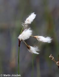 Attēlu rezultāti vaicājumam “Eriophorum angustifolium flower”