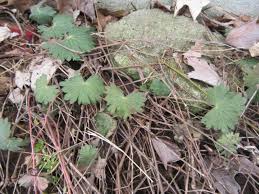 Attēlu rezultāti vaicājumam “Geranium sanguineum leaf”