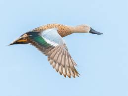 Attēlu rezultāti vaicājumam “Arrhenia spatulata”