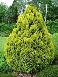 Attēlu rezultāti vaicājumam “Chamaecyparis lawsoniana”