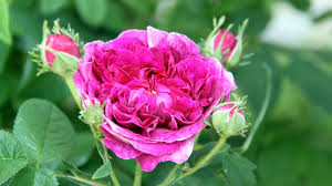 Image result for Rosengewächse