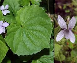 Attēlu rezultāti vaicājumam “Viola palustris”