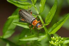 Attēlu rezultāti vaicājumam “Cantharis nigricans”