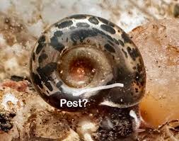 Attēlu rezultāti vaicājumam “Planorbis planorbis”