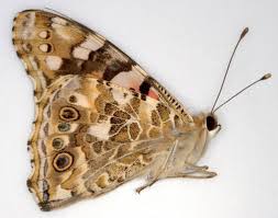 Attēlu rezultāti vaicājumam “Vanessa cardui upperside”