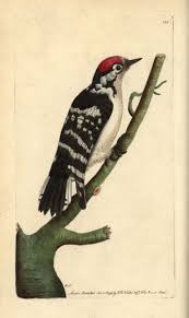 Attēlu rezultāti vaicājumam “Dendrocopos minor”