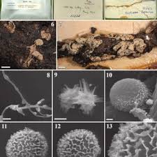Attēlu rezultāti vaicājumam “Didymium crustaceum macro”
