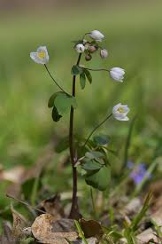 Attēlu rezultāti vaicājumam “Isopyrum thalictroides”