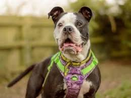 Image result for Banbury Bulldogs