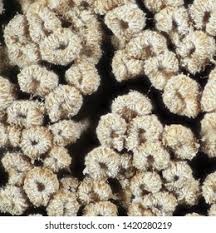 Attēlu rezultāti vaicājumam “Merismodes anomala”