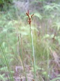 Attēlu rezultāti vaicājumam “Cribraria rubiginosa”