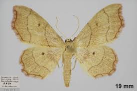 Attēlu rezultāti vaicājumam “Idaea emarginata”