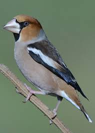 Attēlu rezultāti vaicājumam “Fringillidae”