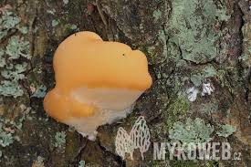 Attēlu rezultāti vaicājumam “Climacocystis borealis”