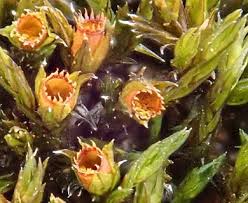 Attēlu rezultāti vaicājumam “Schistidium apocarpum macro”