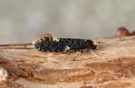 Attēlu rezultāti vaicājumam “Monopis weaverella”