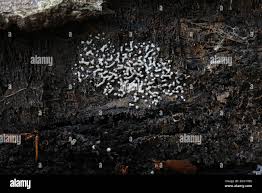 Attēlu rezultāti vaicājumam “Physarum straminipes macro”