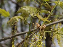 Attēlu rezultāti vaicājumam “Quercus rubra flower”