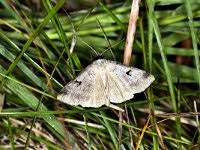 Attēlu rezultāti vaicājumam “Lygephila pastinum”