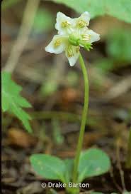 Attēlu rezultāti vaicājumam “Moneses uniflora bud”