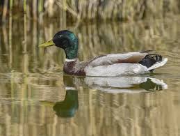 Attēlu rezultāti vaicājumam “Anas platyrhynchos male”